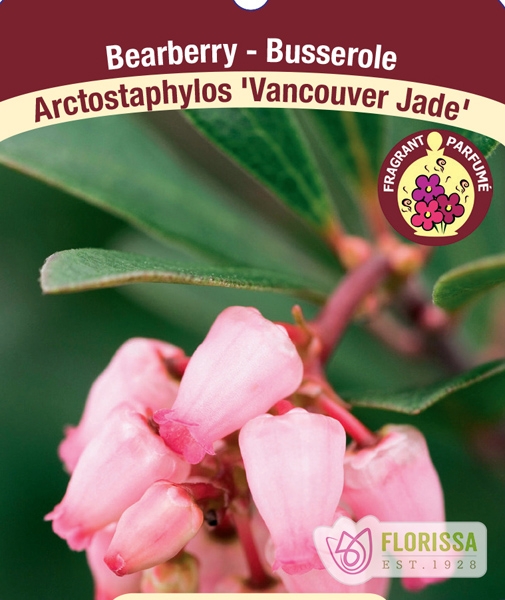Arctostaphylos 'Vancouver Jade'